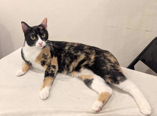 SASSY - Domestic Short Hair / Calico available for adoption
