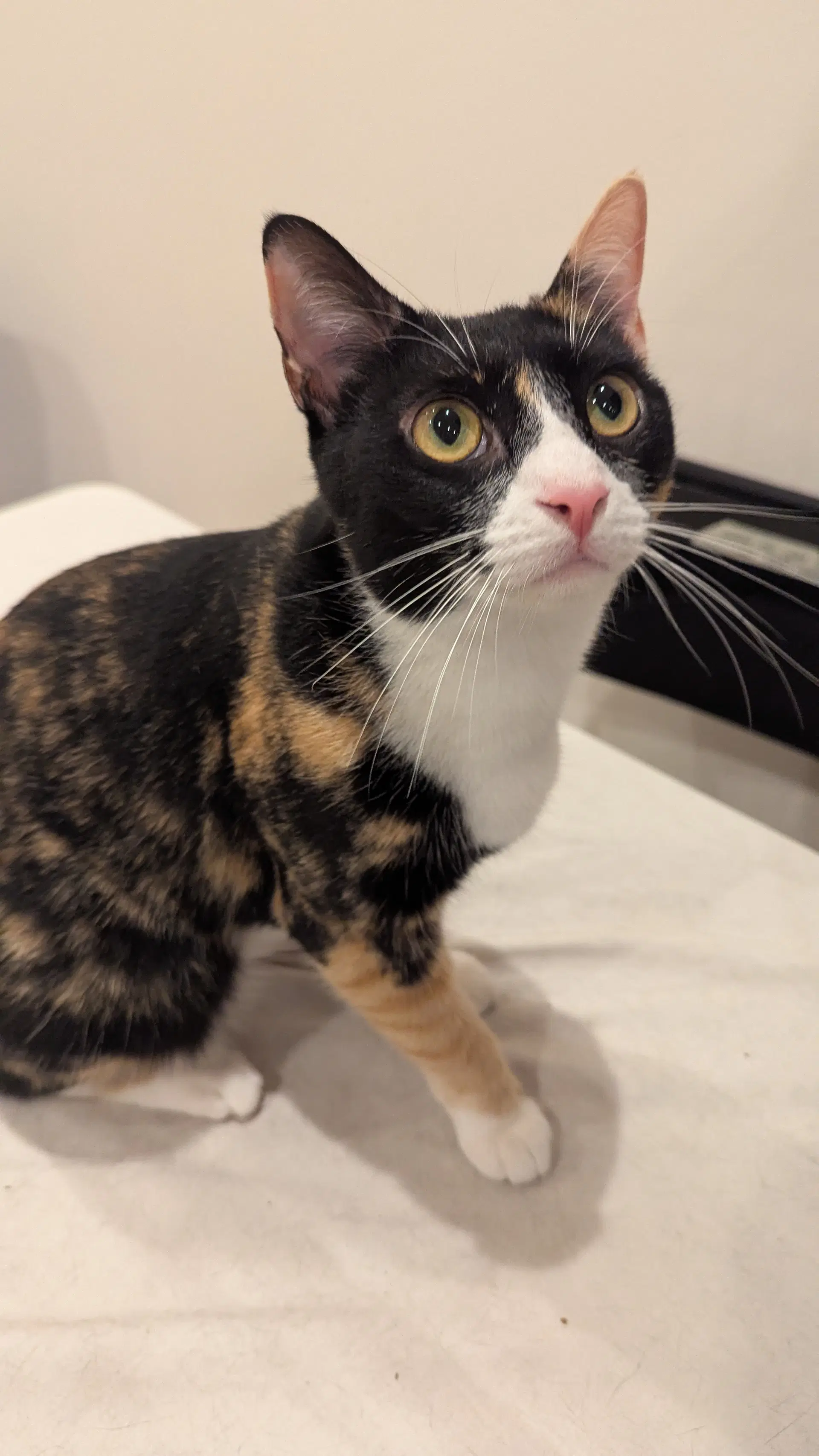 Sassy - Domestic Short Hair