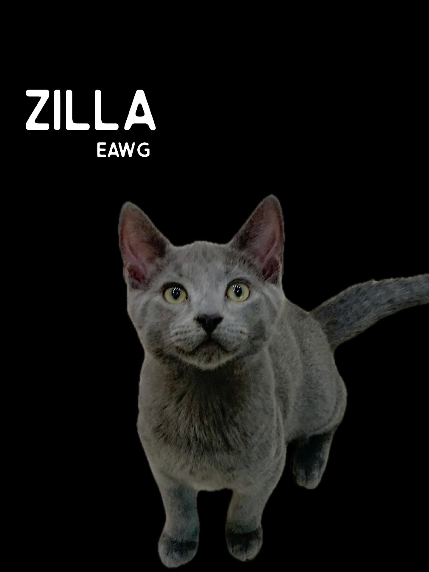Zilla