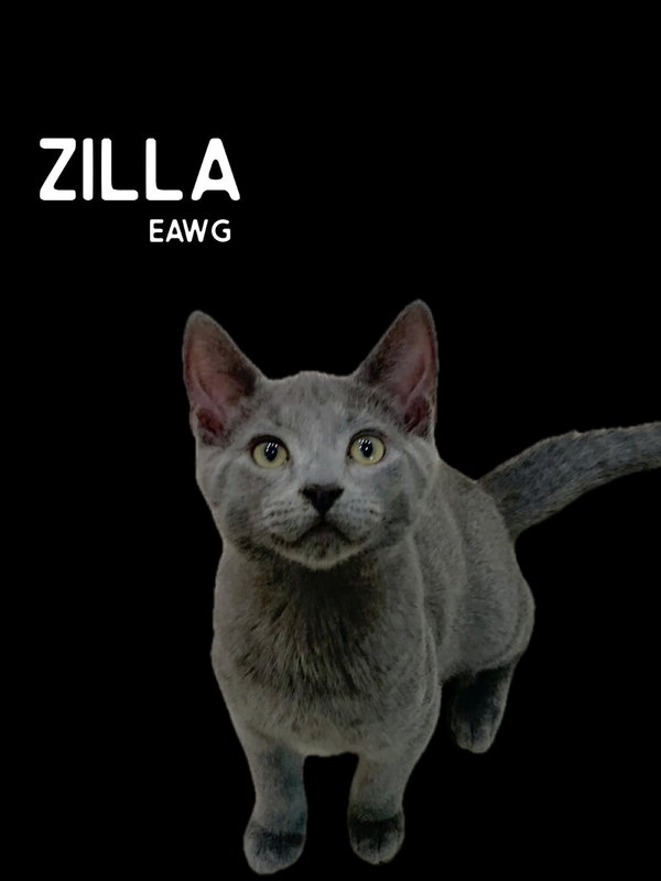 Zilla