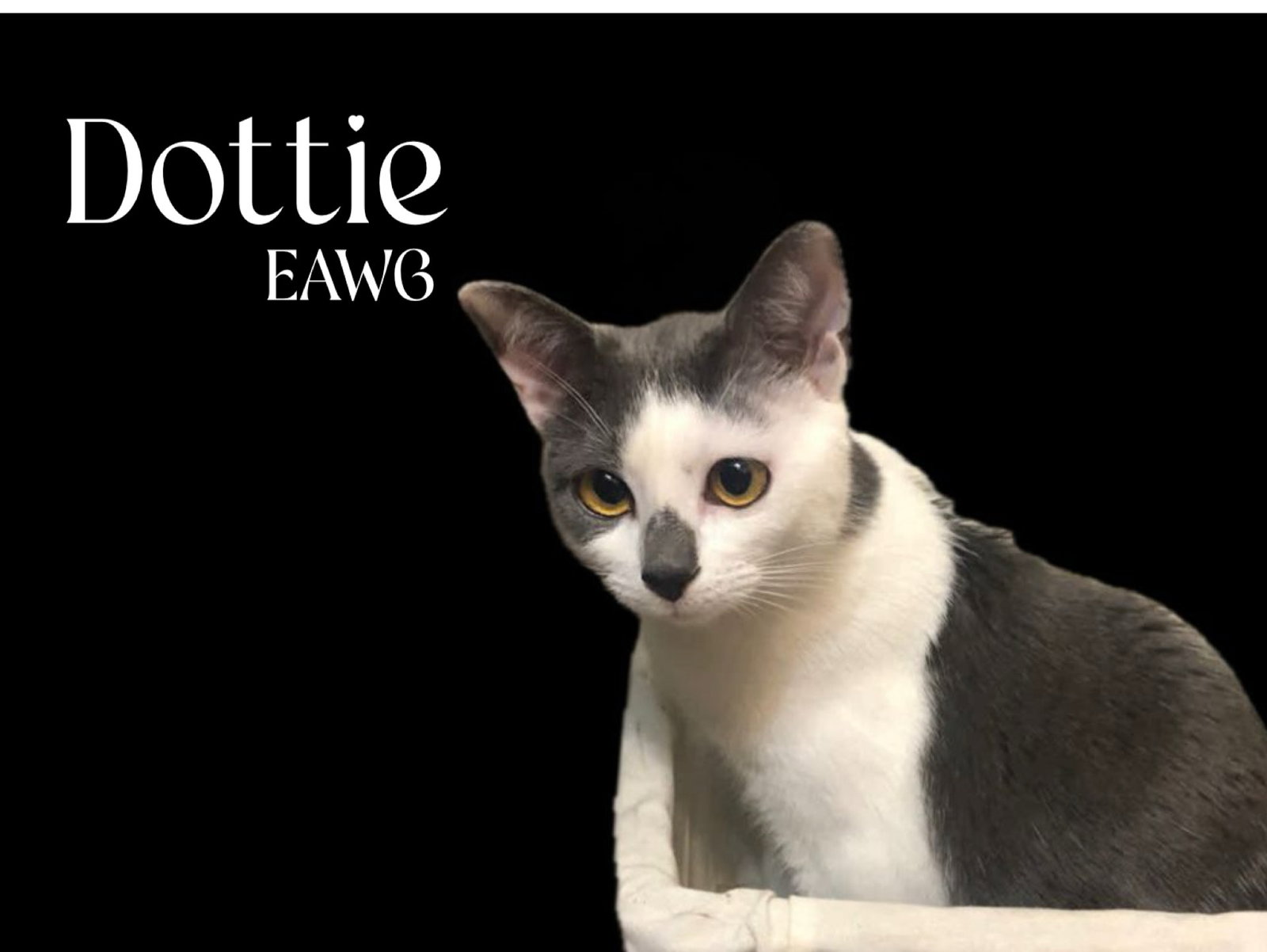 Dottie Image