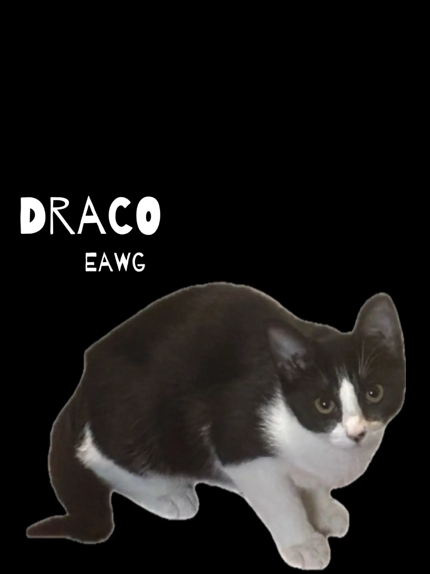 Draco - Domestic Short Hair