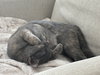 Xena - Photo 2