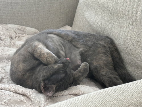 XENA - Domestic Short Hair available for adoption