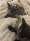 Xena - Photo 5