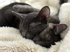 Xena - Photo 8