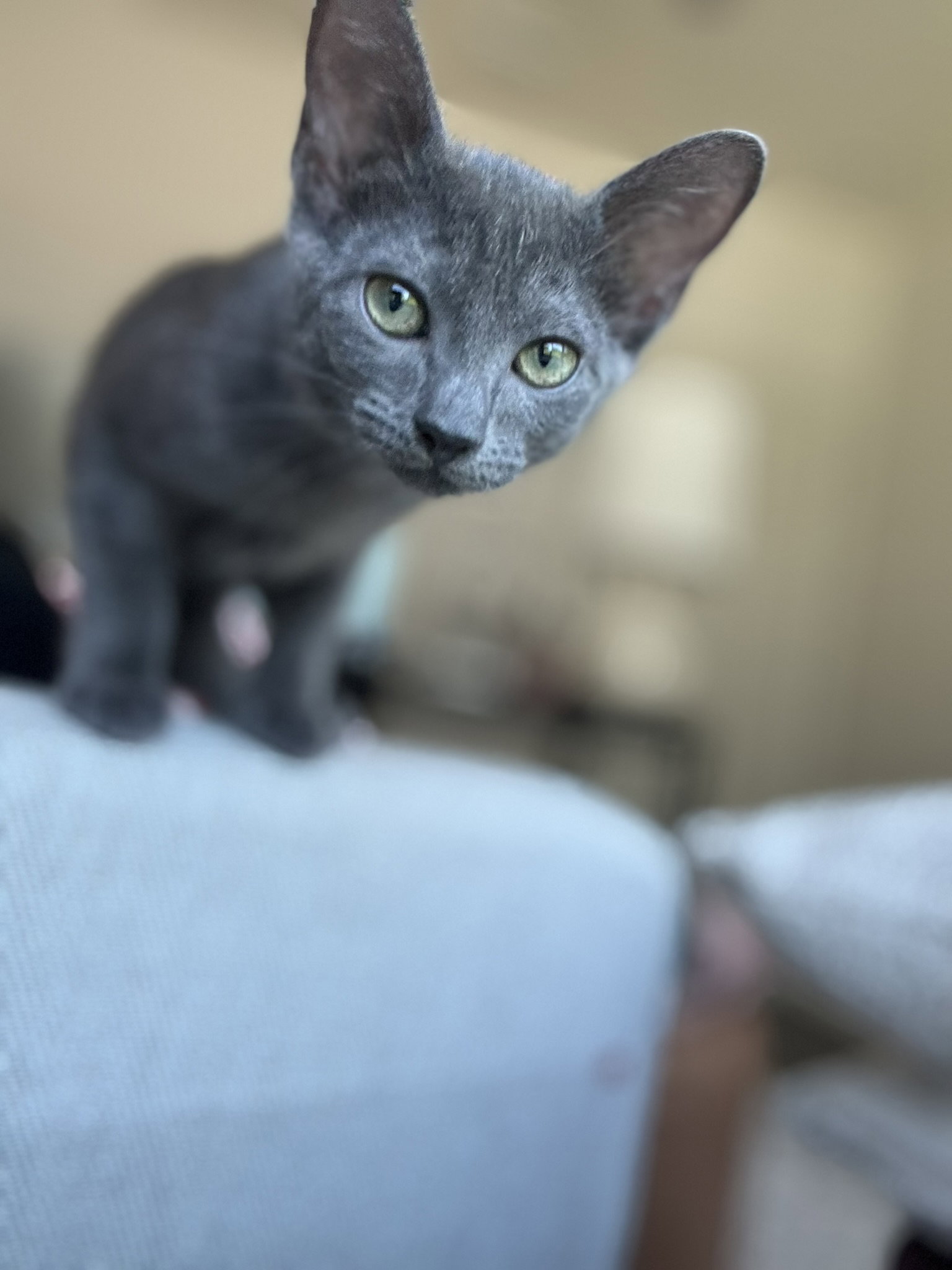 Vinnie Image