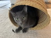Vinnie - Photo 2