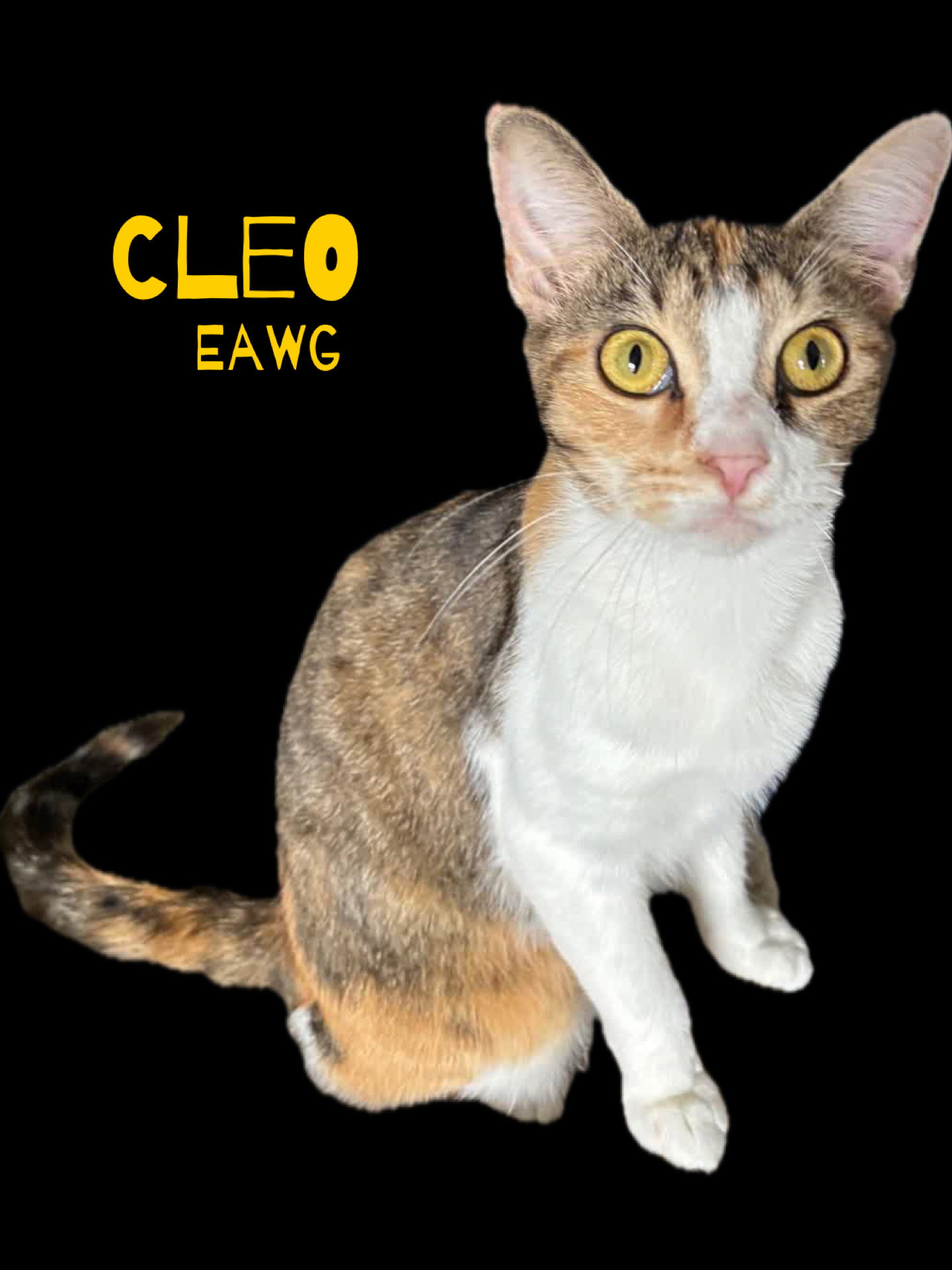 Cleo Image