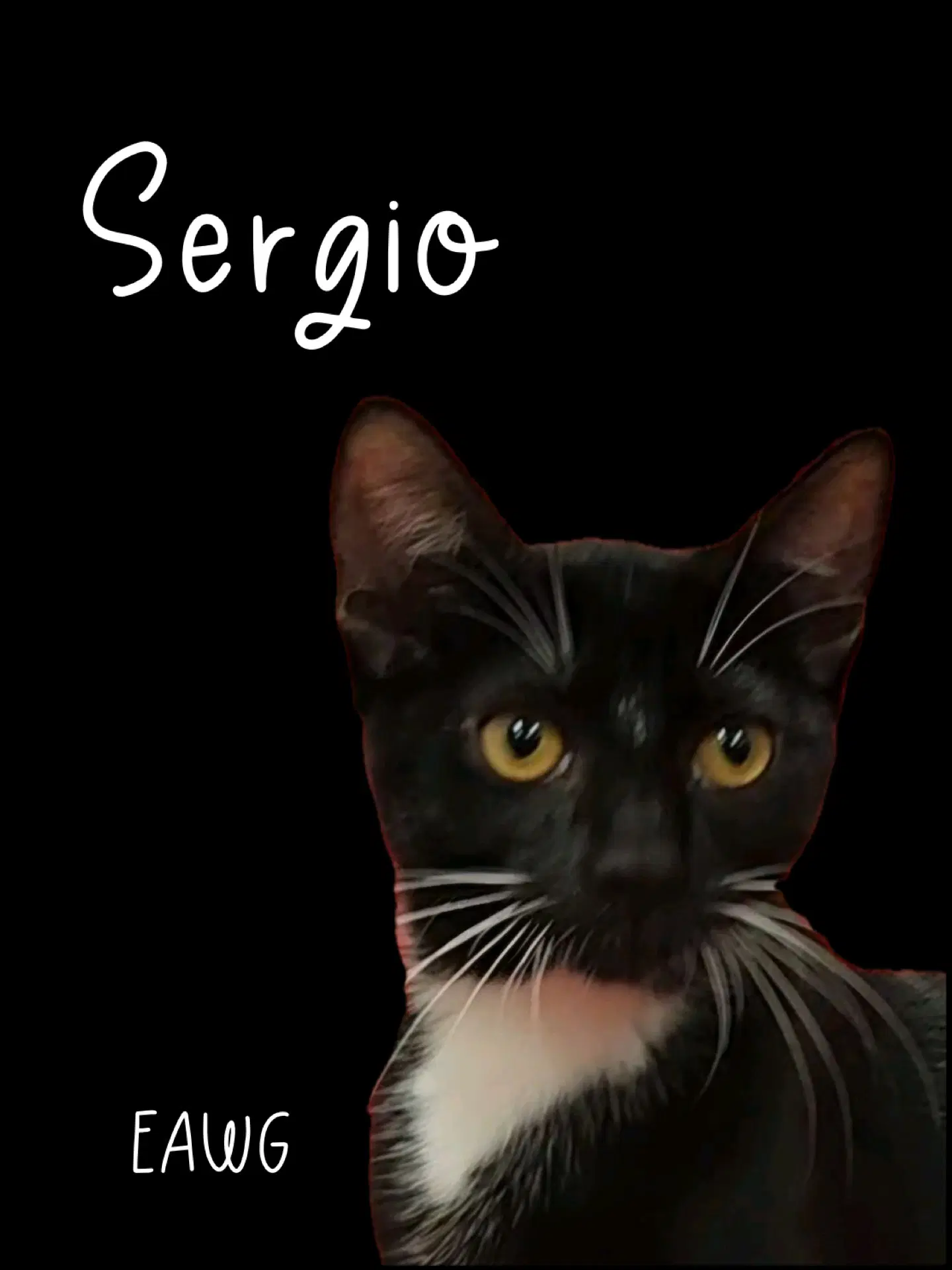 Sergio image 2