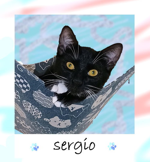 SERGIO - American Shorthair / Tuxedo available for adoption
