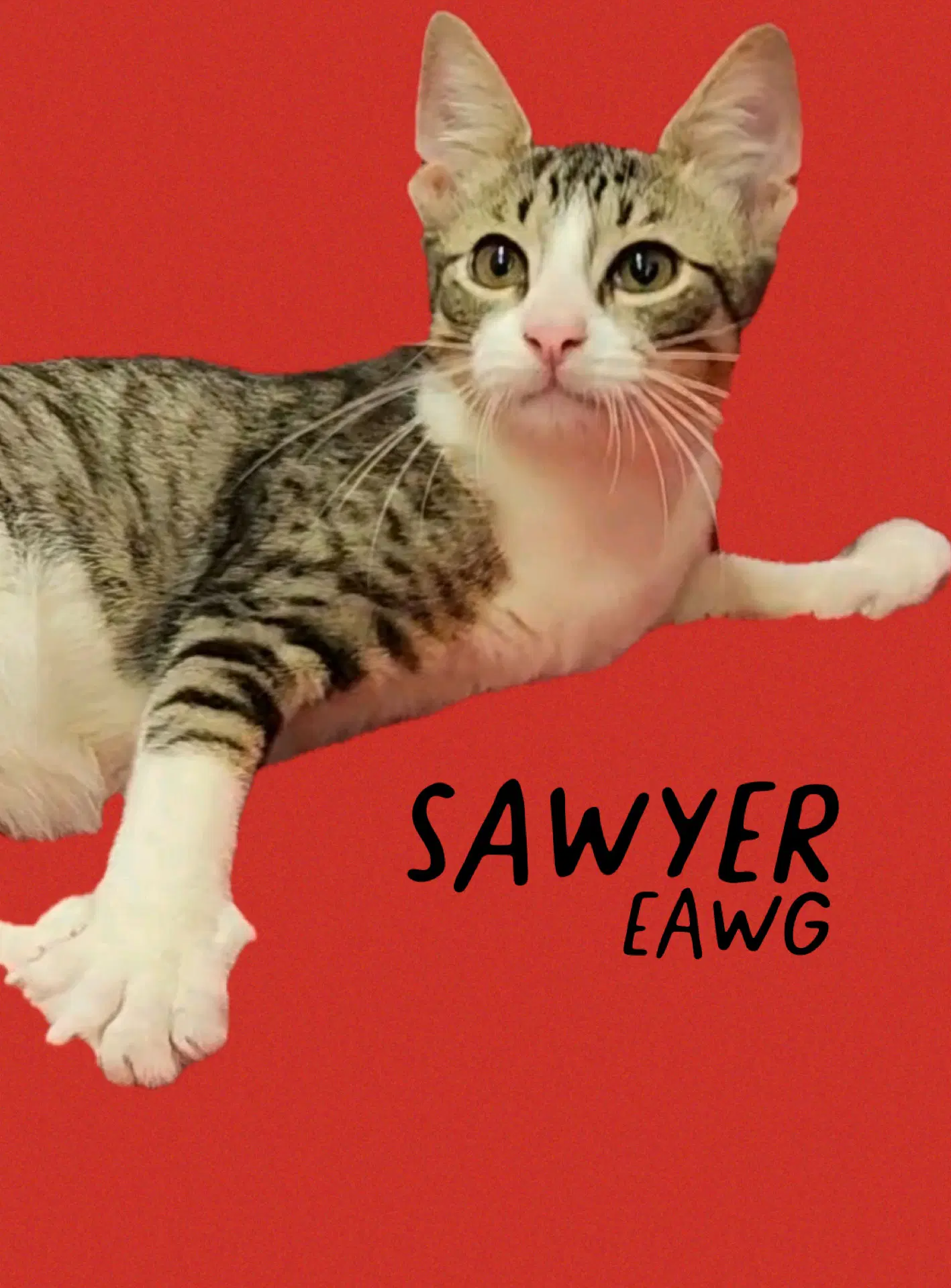 Sawyer image 2