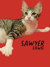 Sawyer - Photo 2