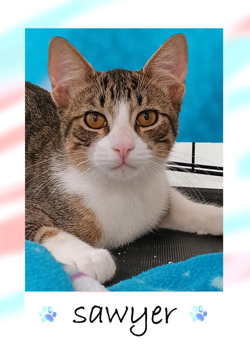 SAWYER - American Shorthair / Tabby available for adoption