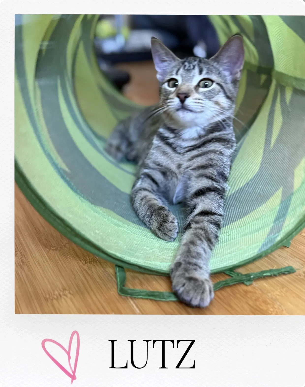 Lutz image 2