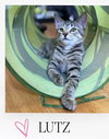 Lutz - Photo 1