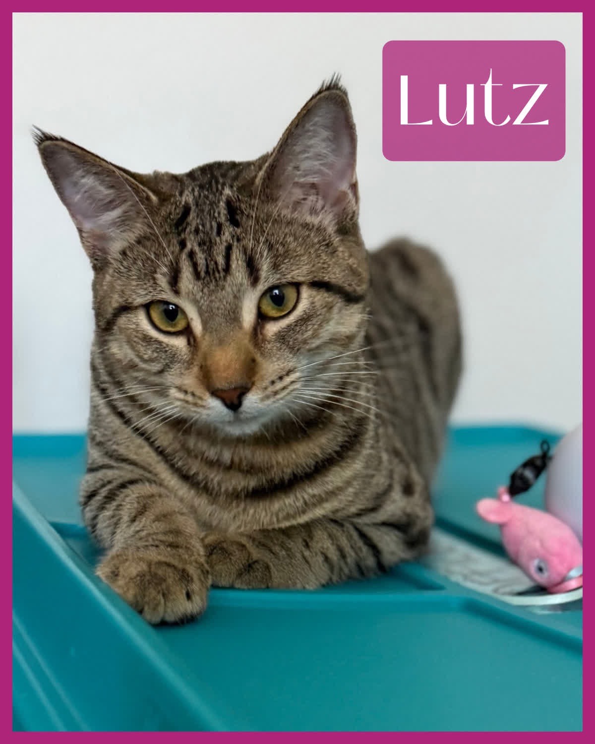 Lutz Image