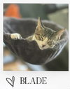 Blade - Photo 1