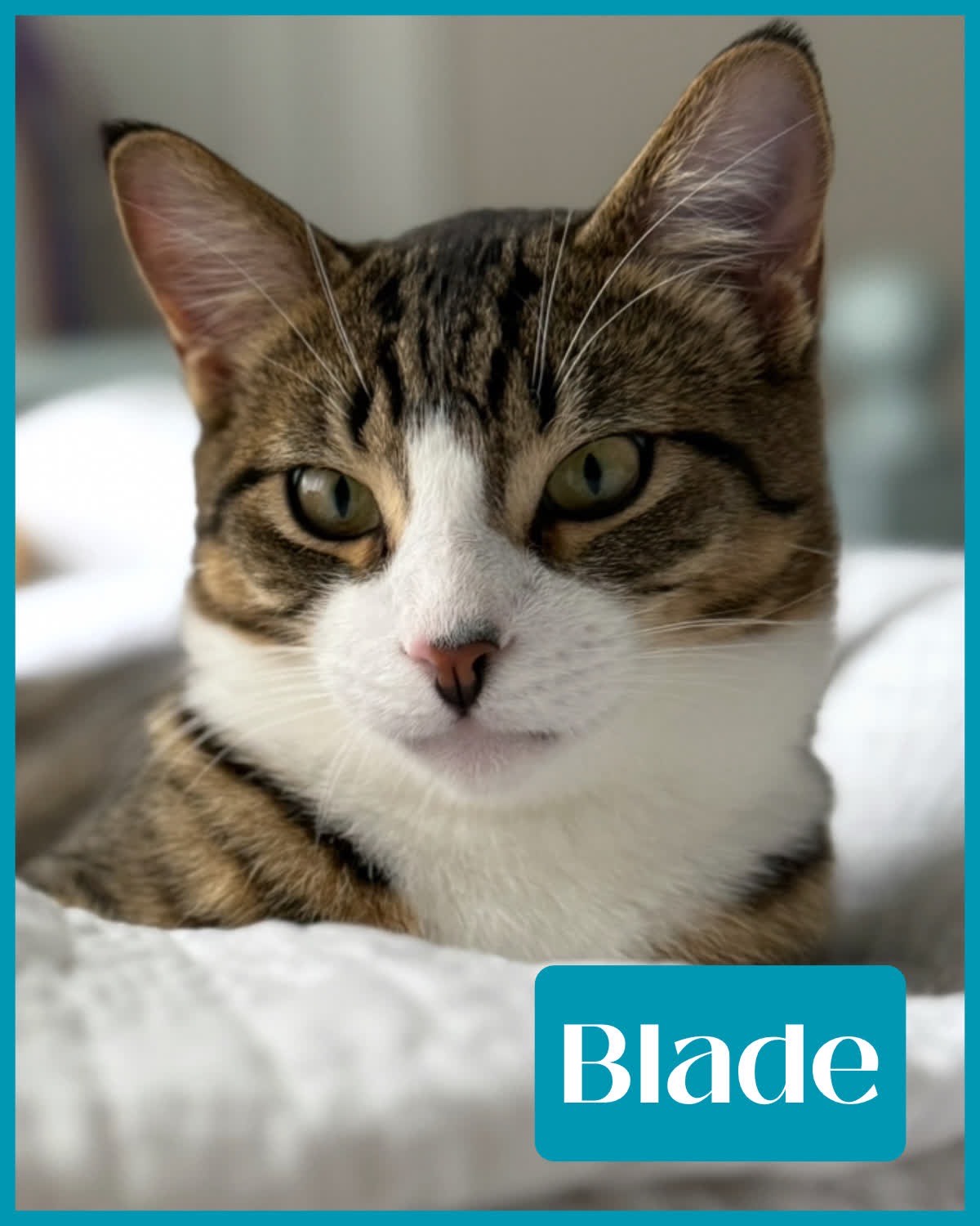 Blade Image