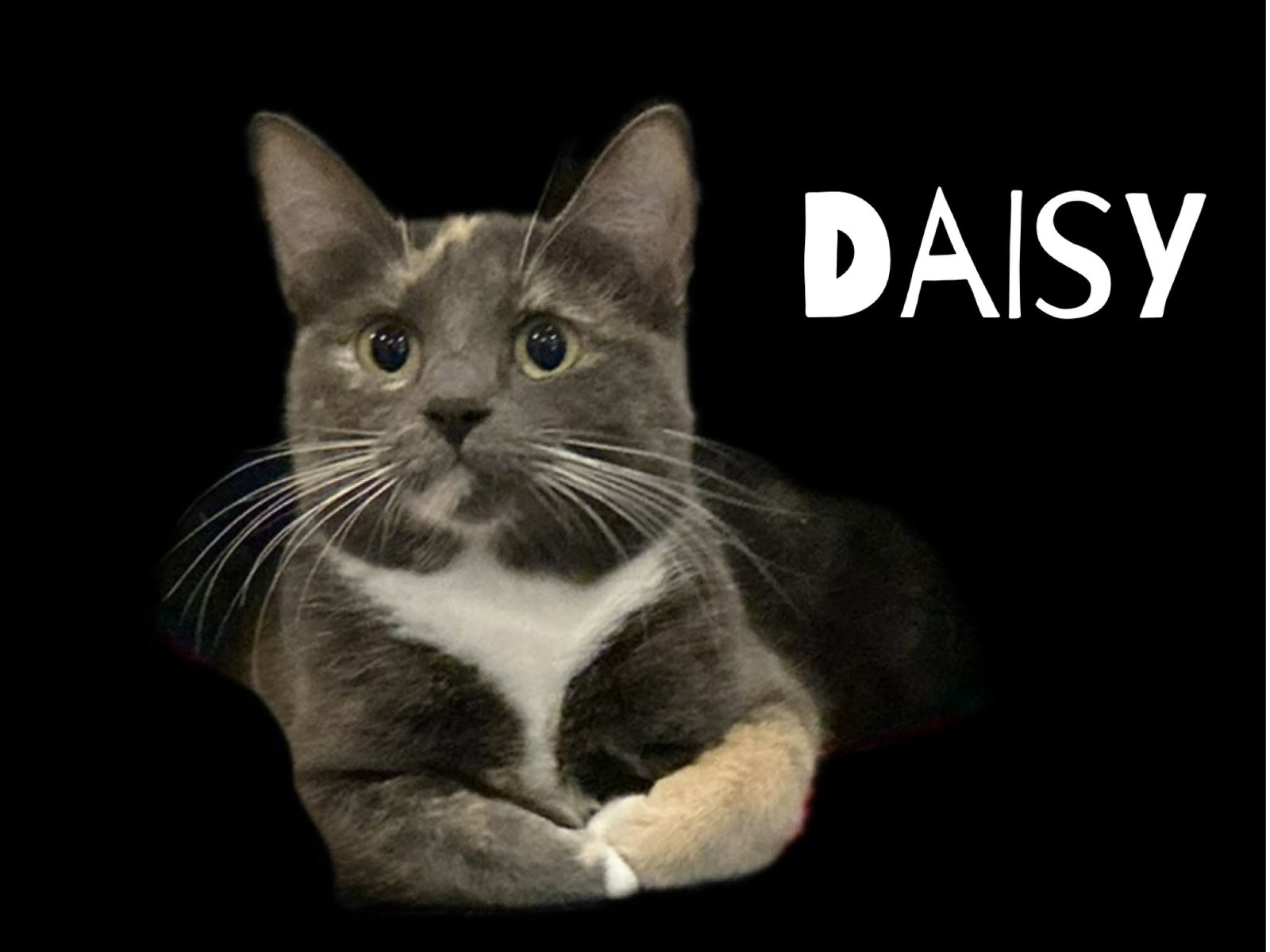 Daisy