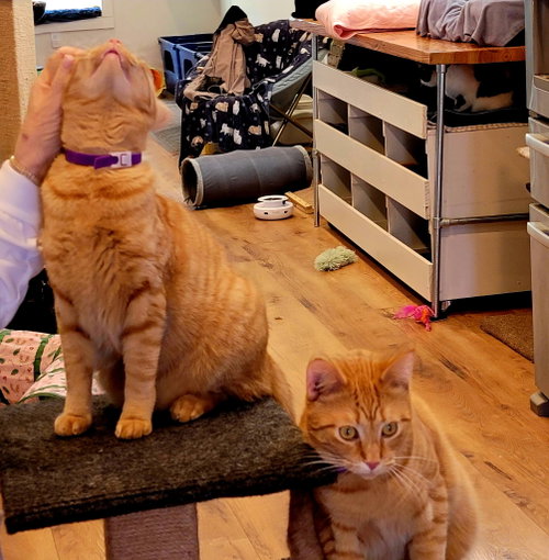 Justin and Stetson, an adoptable Domestic Short Hair in Pensacola, FL