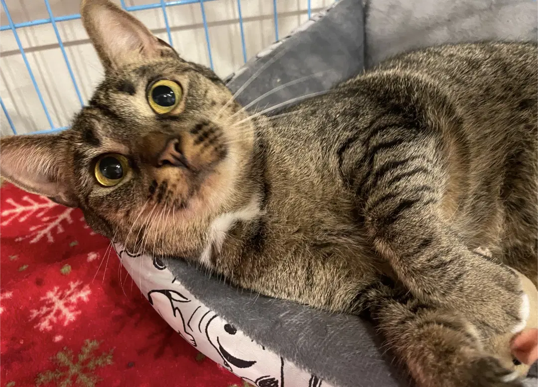 Pebbles - Domestic Short Hair