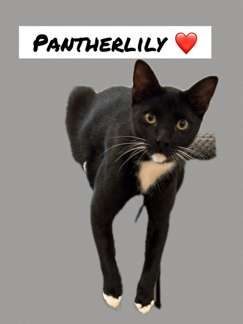 PANTHERLILY - Tuxedo available for adoption