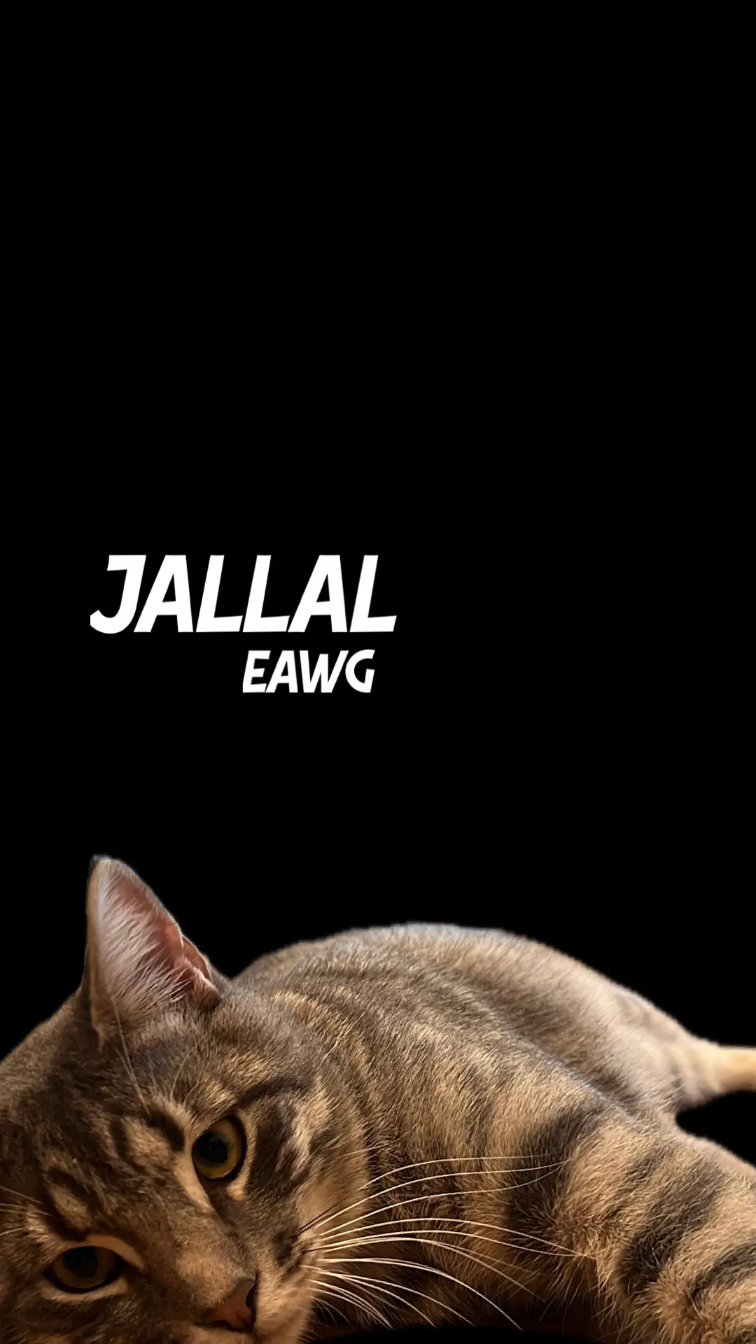 Jallal - Domestic Short Hair