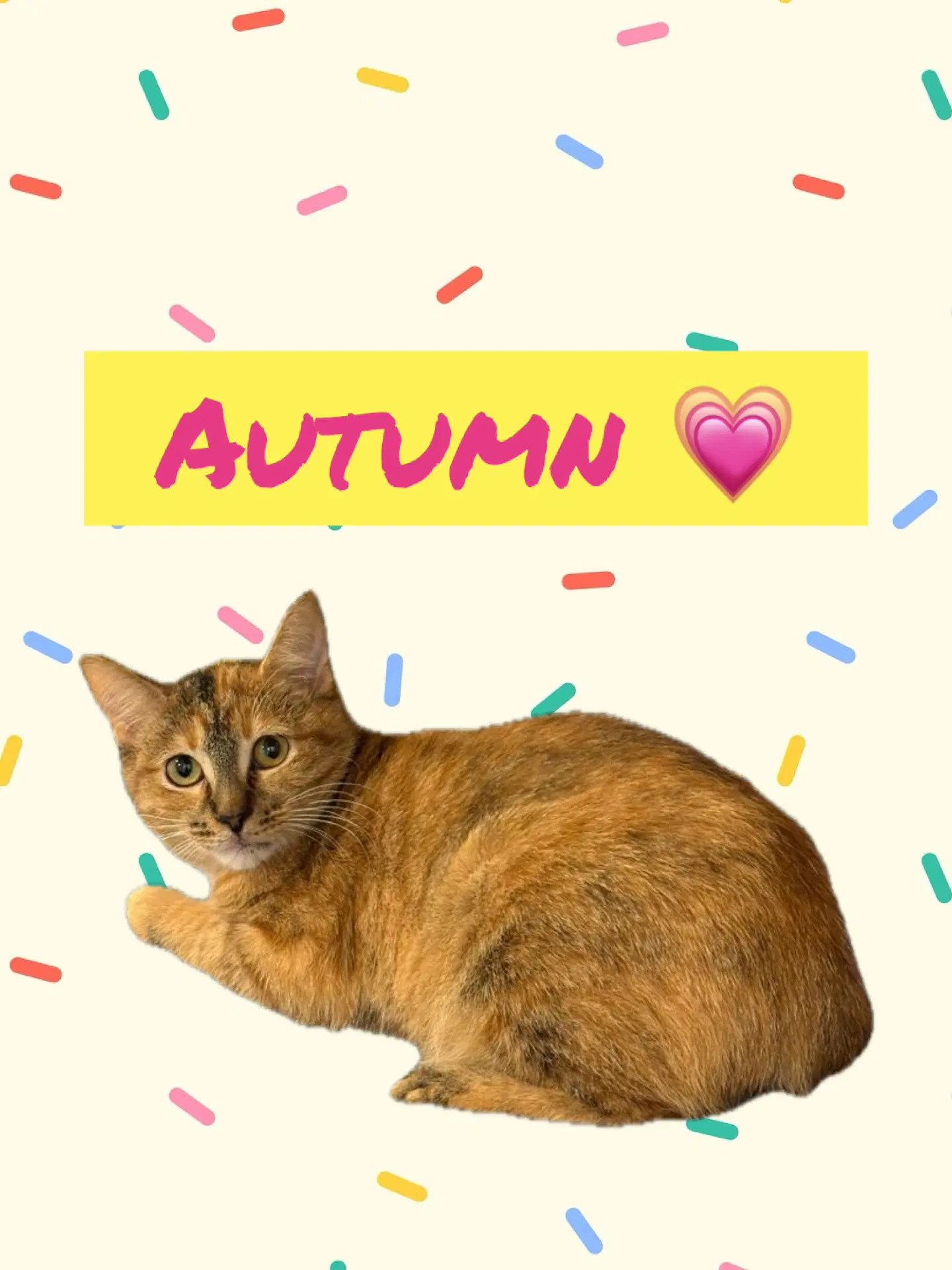 Autumn - Domestic Short Hair