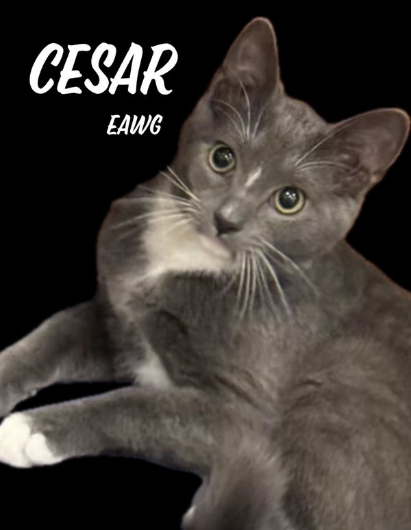 Cesar
