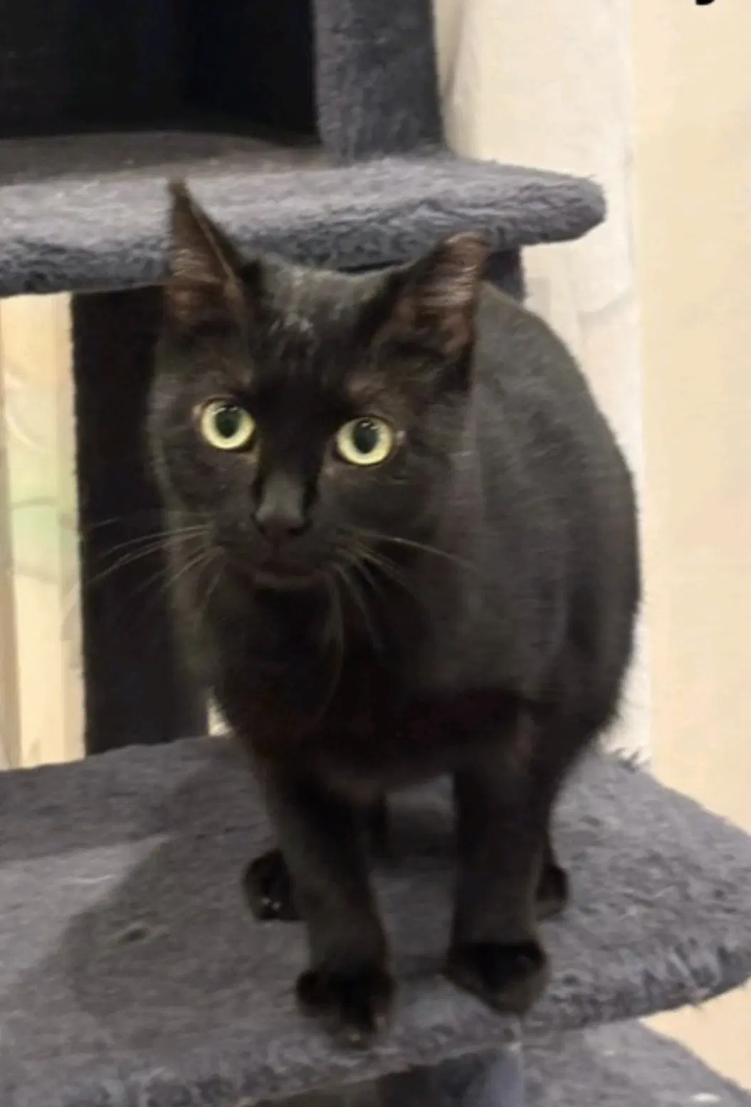 Inky - Domestic Short Hair