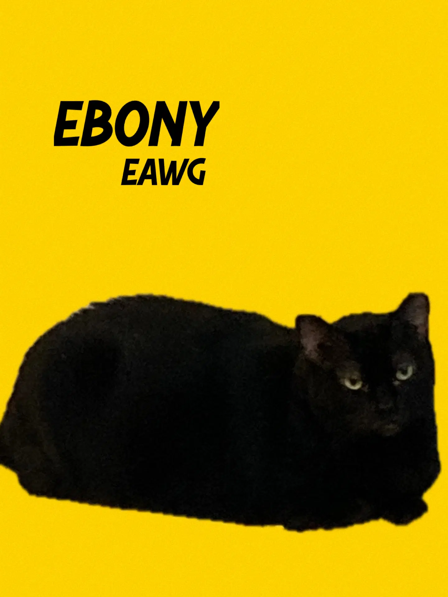 Ebony - Domestic Short Hair