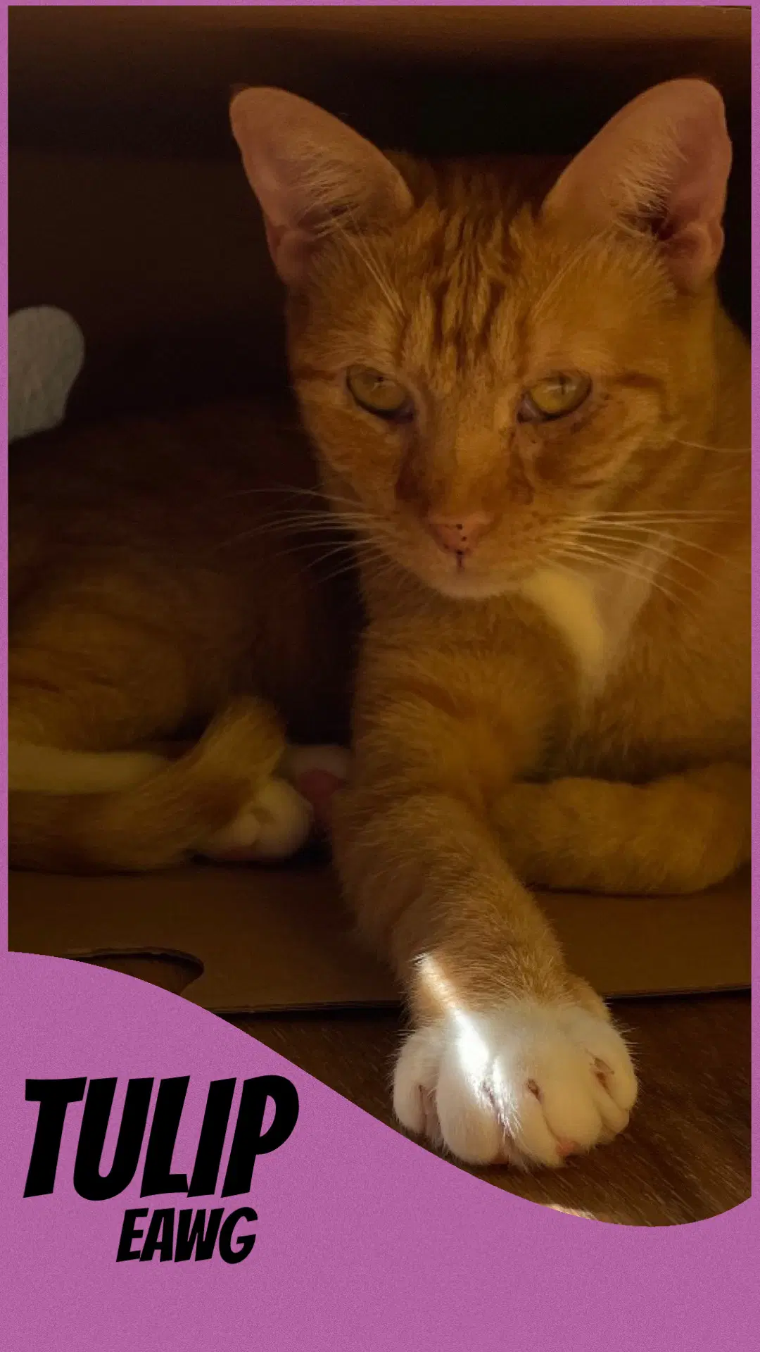 Tulip - Domestic Short Hair