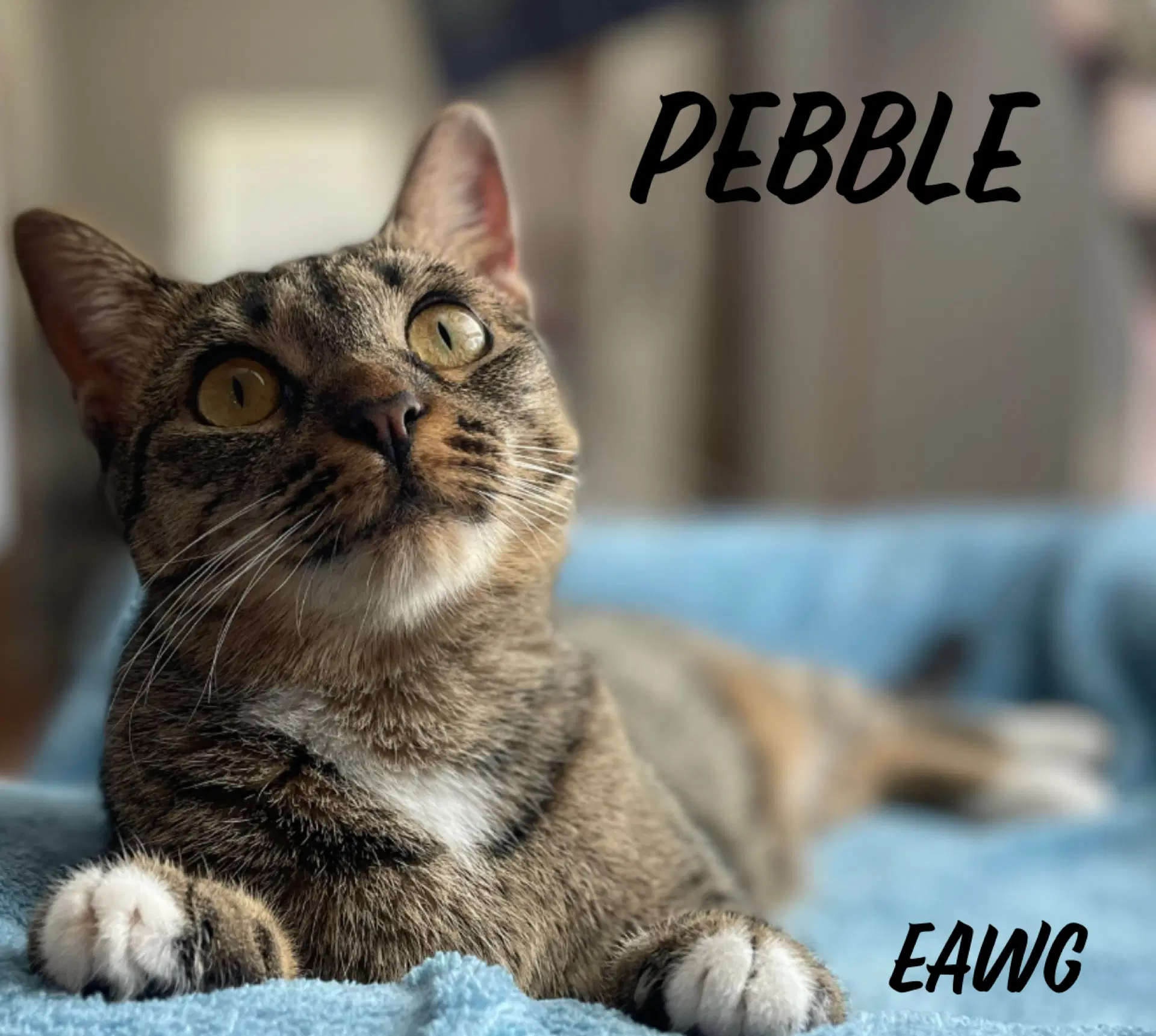 Pebble - Domestic Short Hair