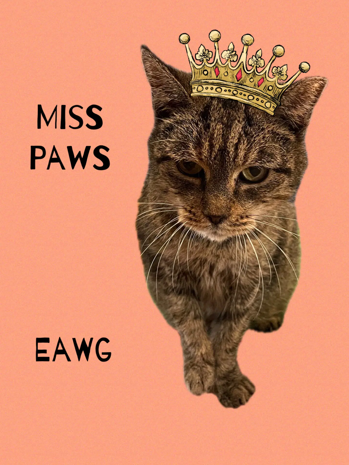 Miss Paws - Domestic Short Hair