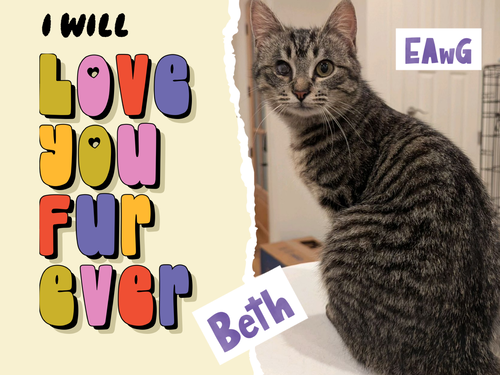 Beth, an adoptable Domestic Short Hair in Pensacola, FL