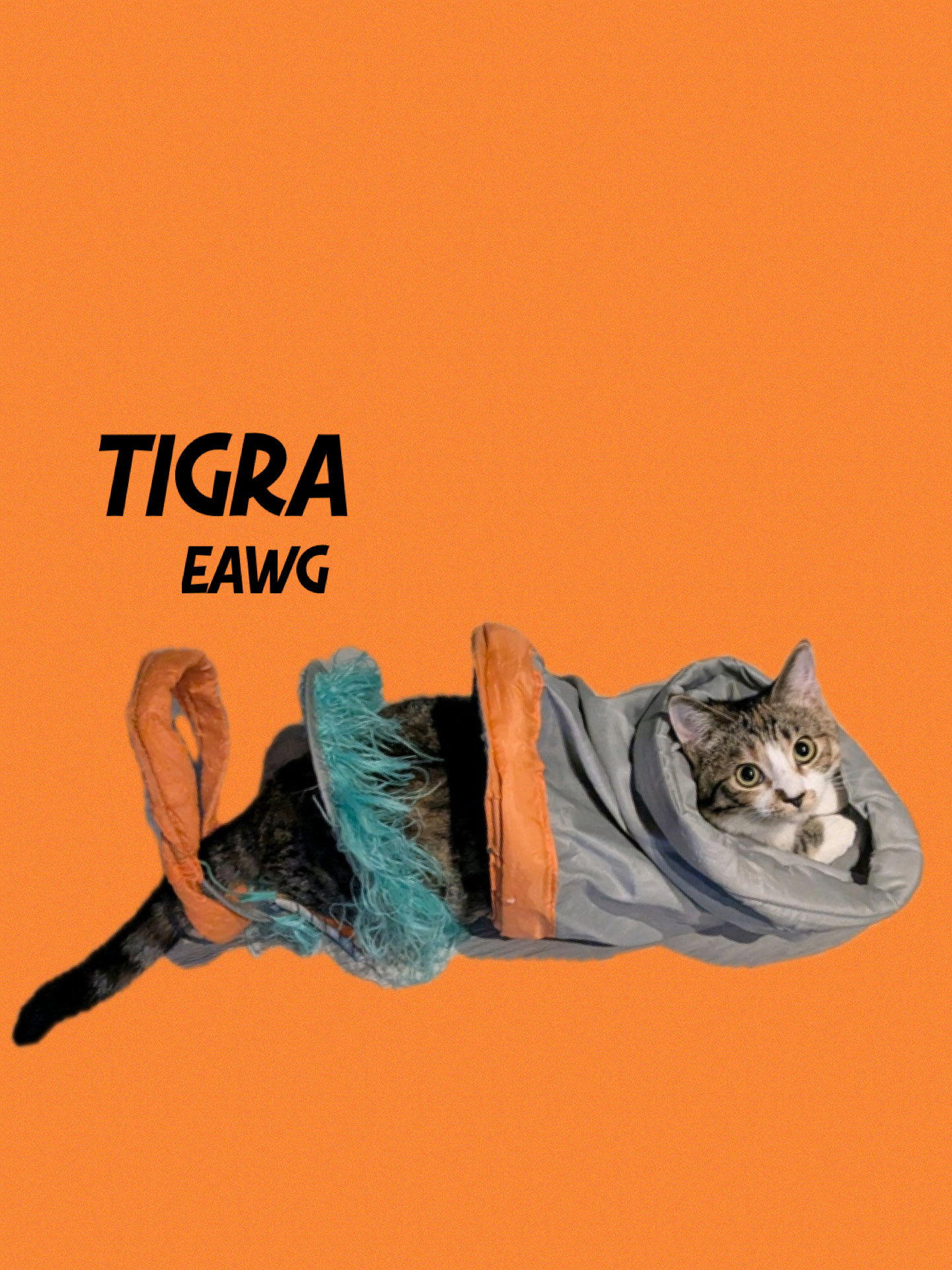 Tigra Image