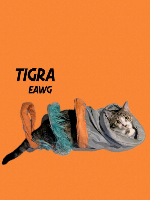 Tigra, Young Torbie / Mixed, cat for adoption in Pensacola, Florida