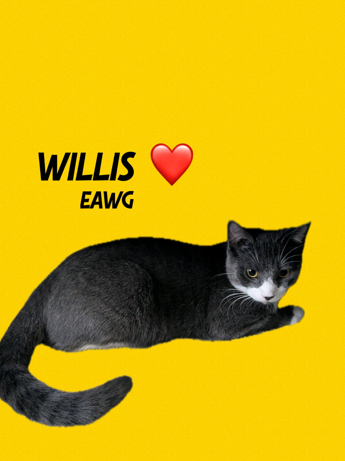 Willis Image