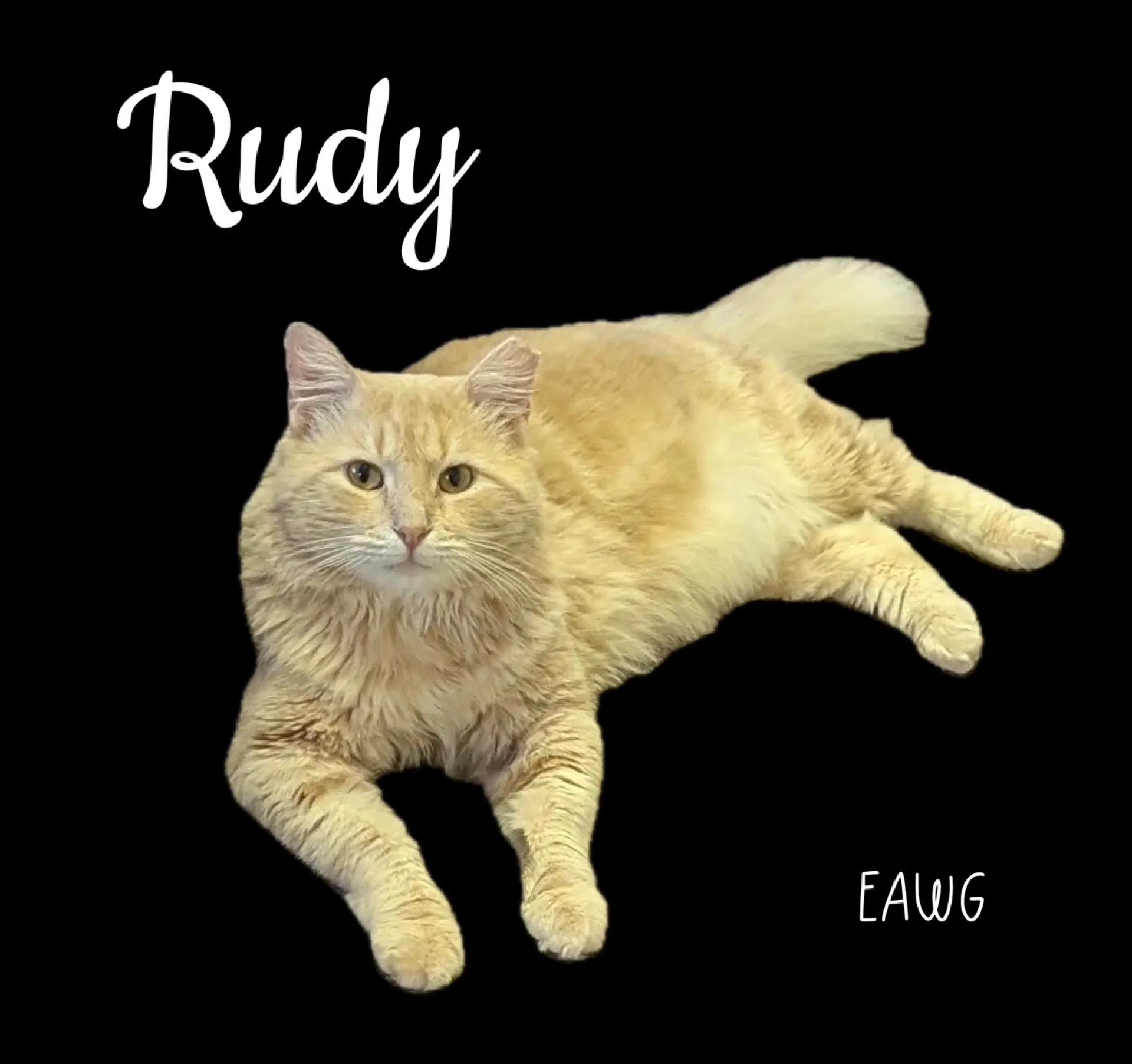 Rudy - Domestic Long Hair