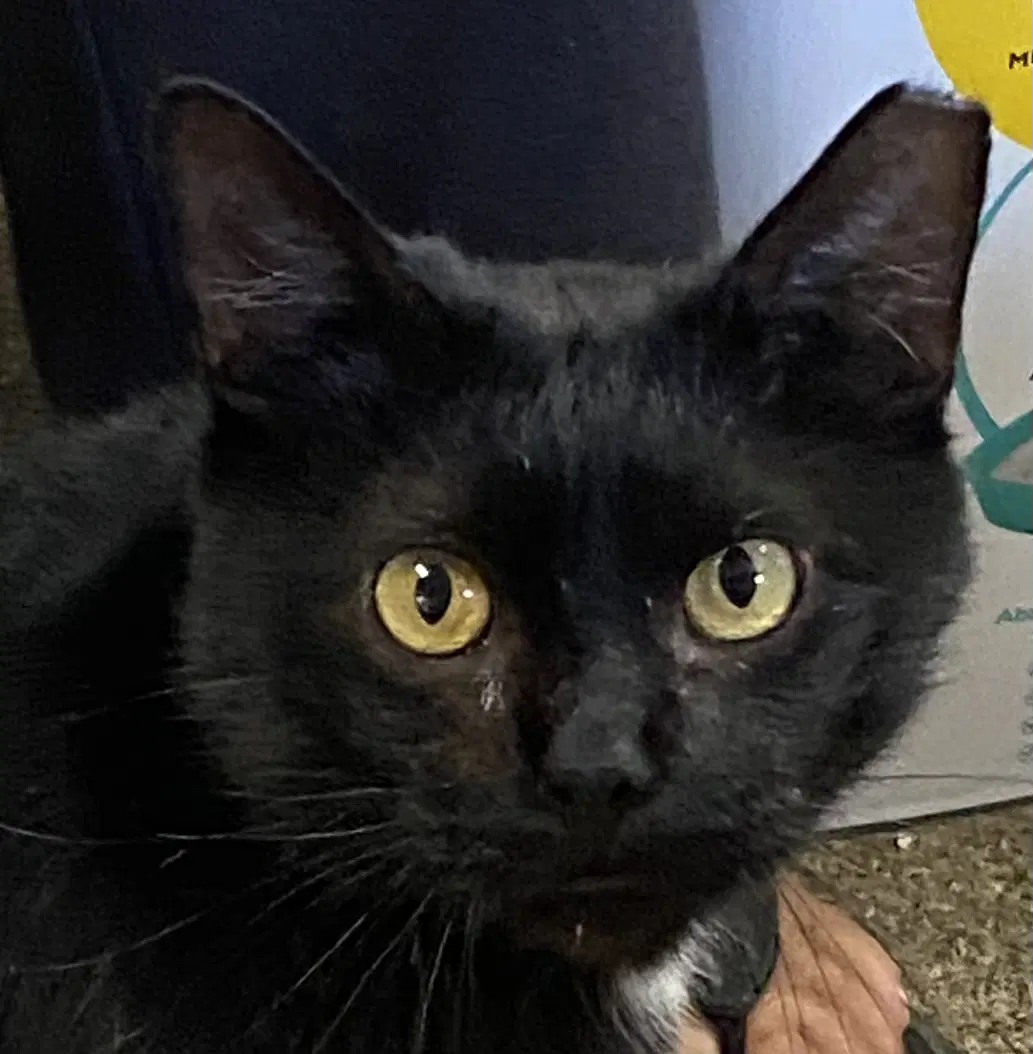 Bob - Domestic Short Hair