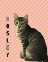 Bosley - Photo 2