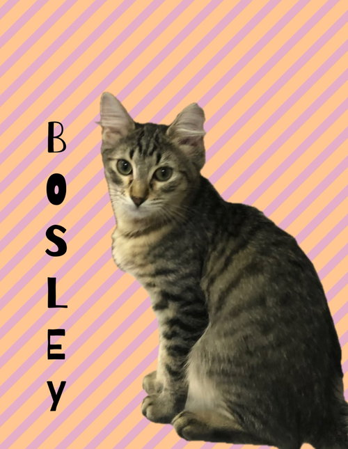 BOSLEY - Domestic Medium Hair / Tabby available for adoption