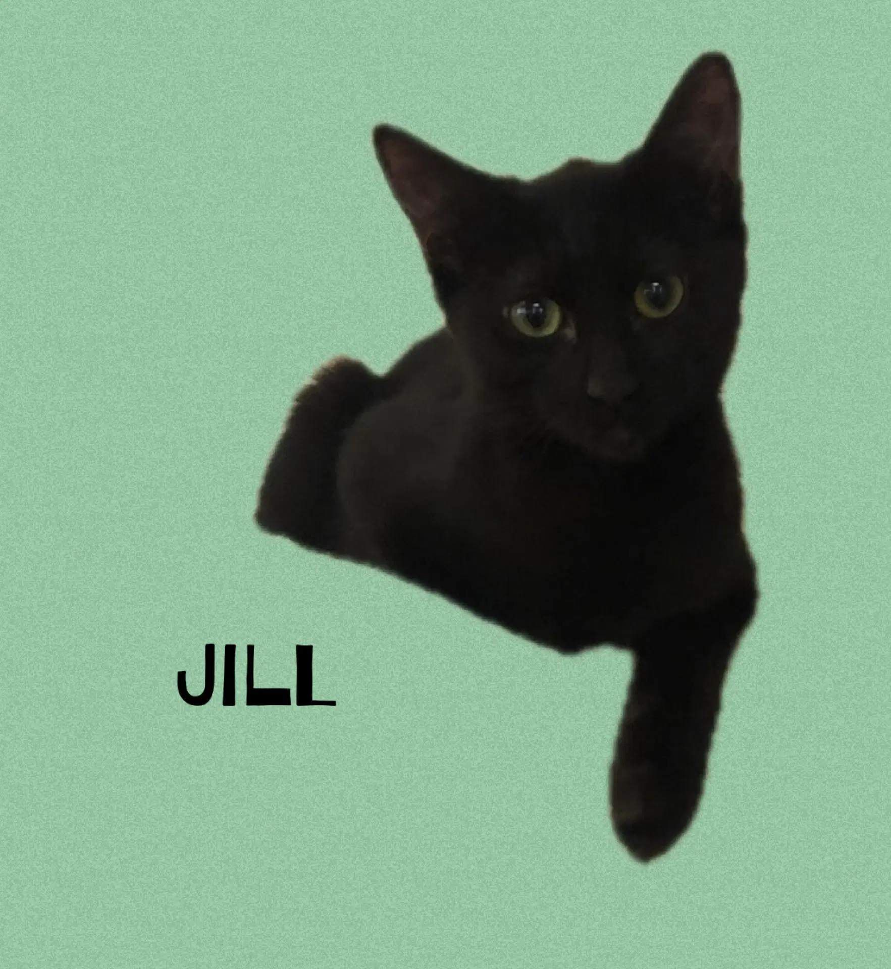 Jill image 3