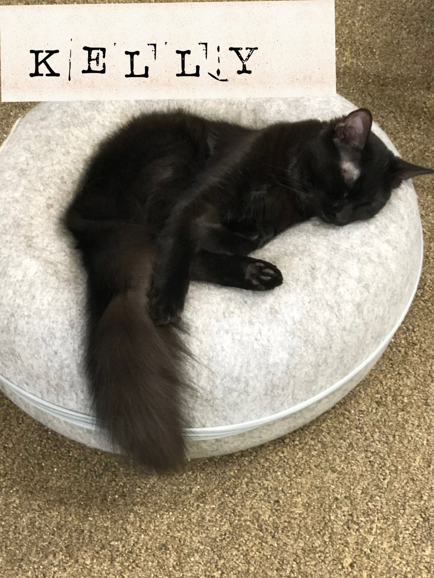 Jill, Domestic Medium Hair