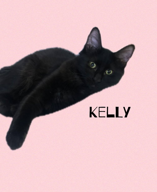 KELLY - Domestic Medium Hair available for adoption