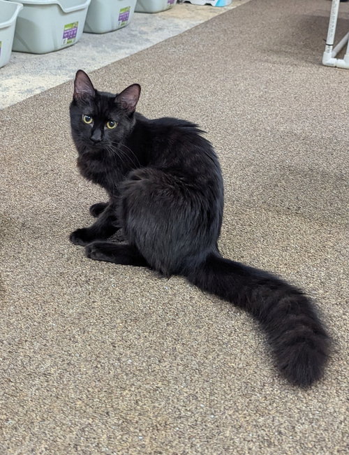 KELLY - Domestic Medium Hair available for adoption