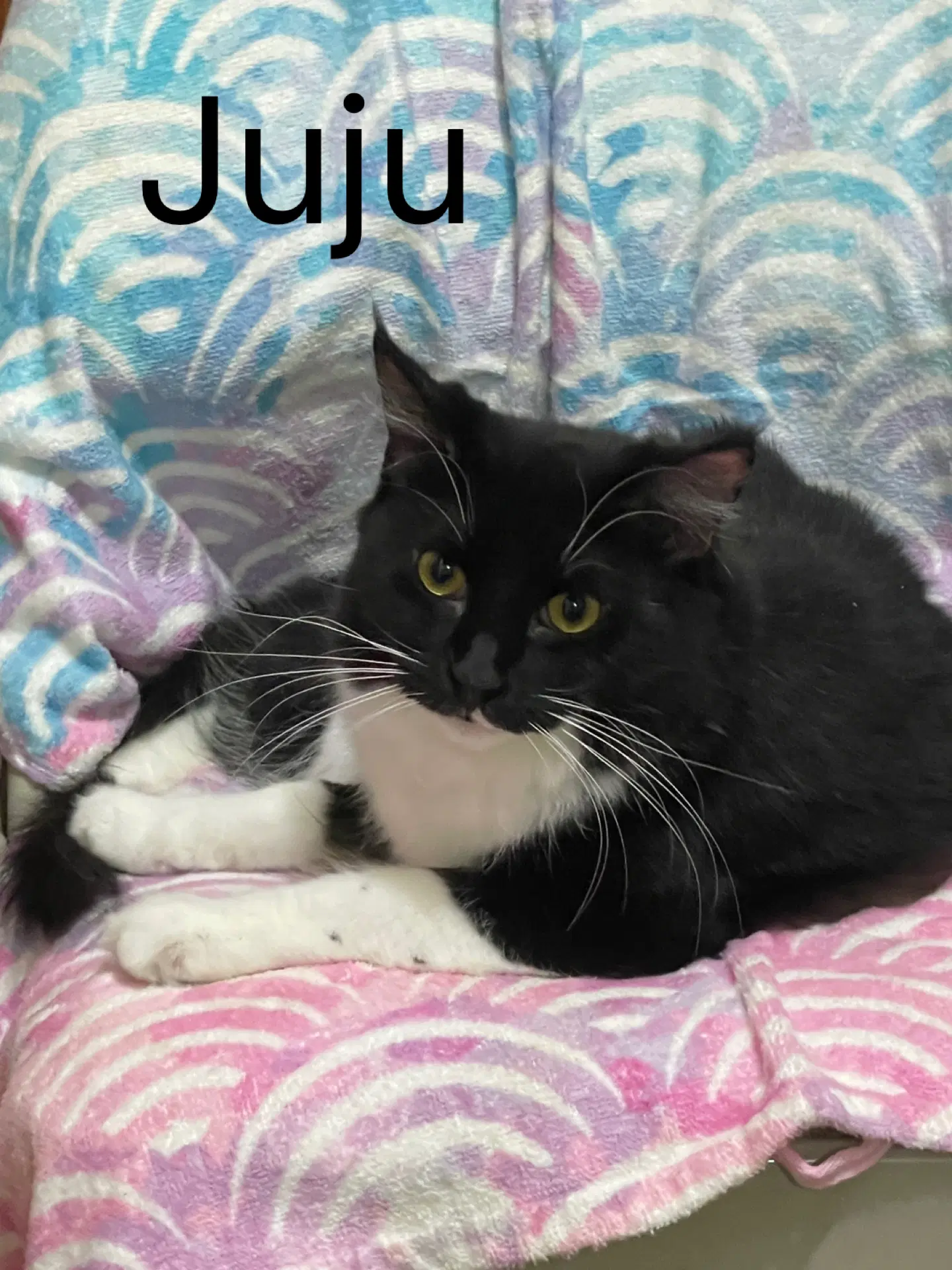 Juju Bean image 2