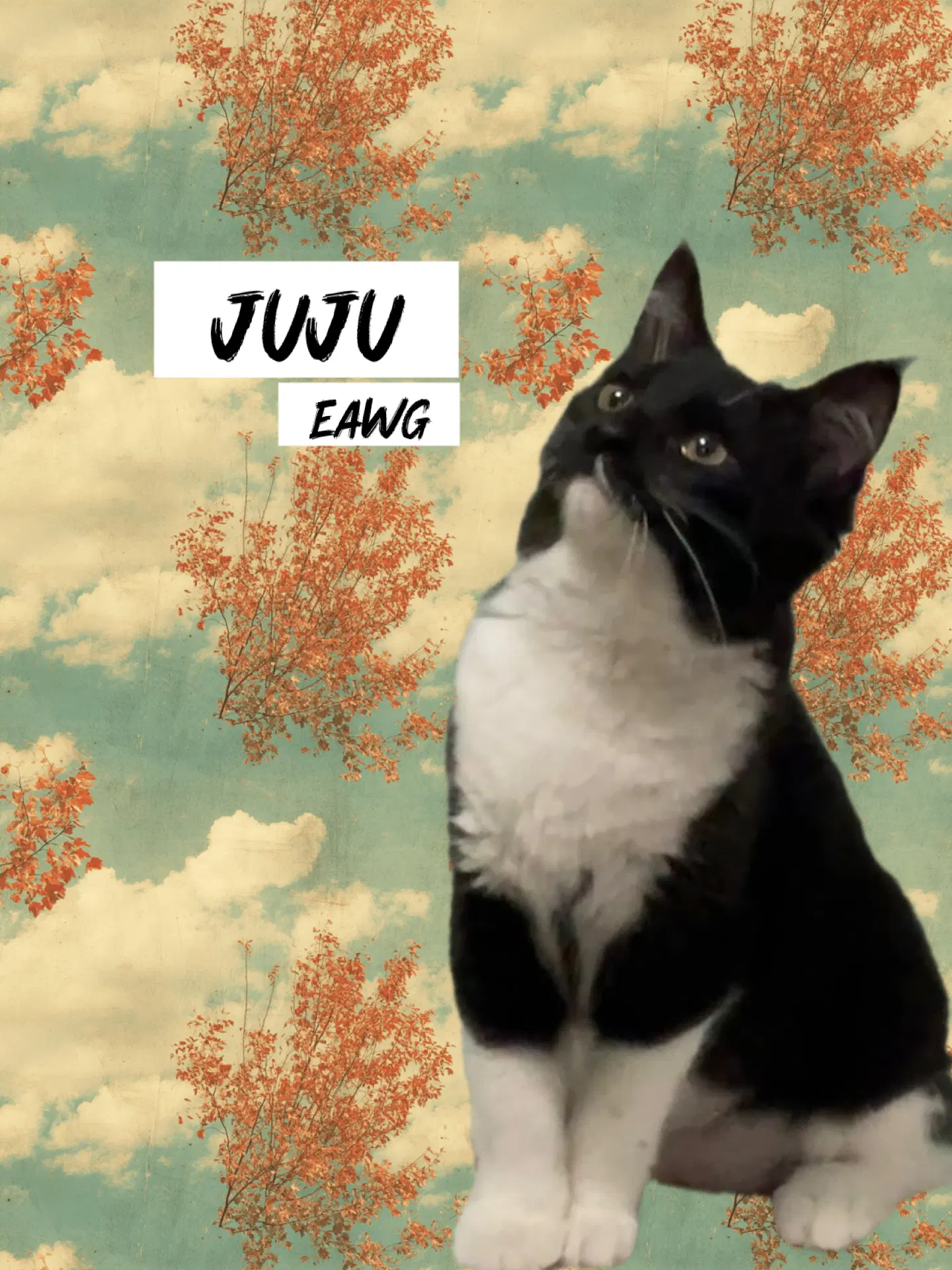 Juju Bean image 3