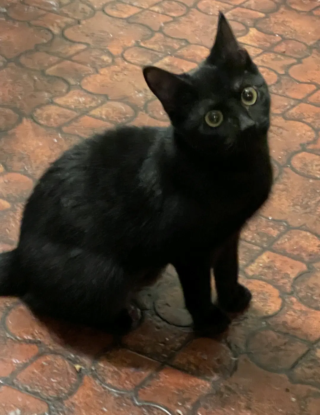Onyx - Domestic Short Hair
